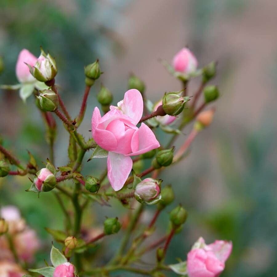 Kleinblütige Rose 9