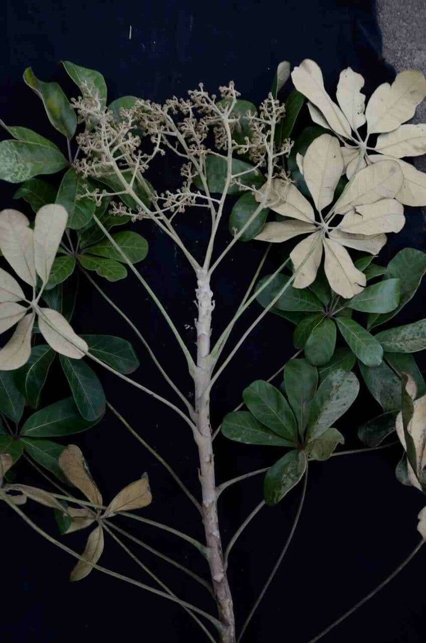 Didymopanax macrocarpus 14