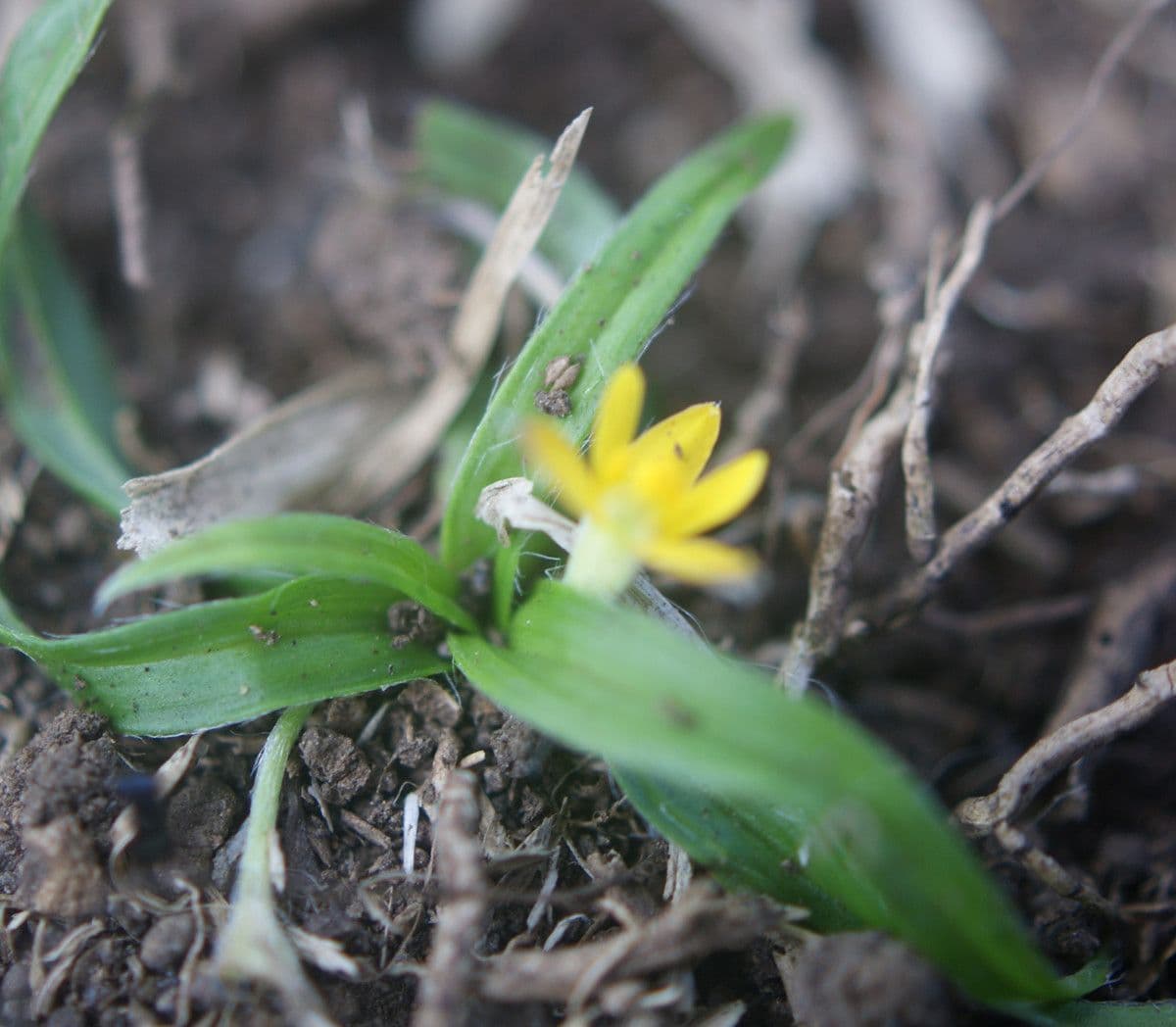 Hypoxis 12