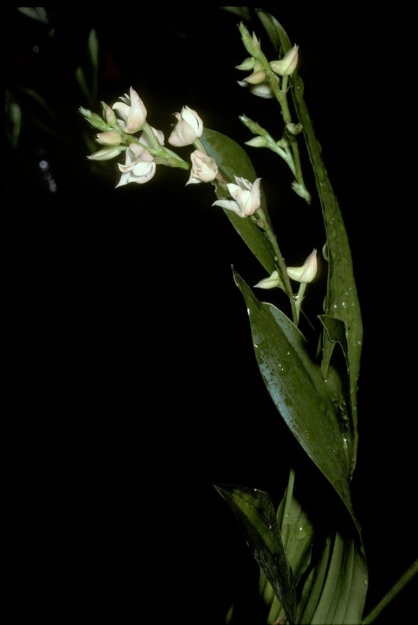 Polystachya