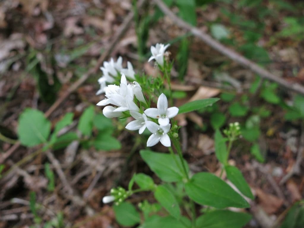 Houstonia purpurea 7
