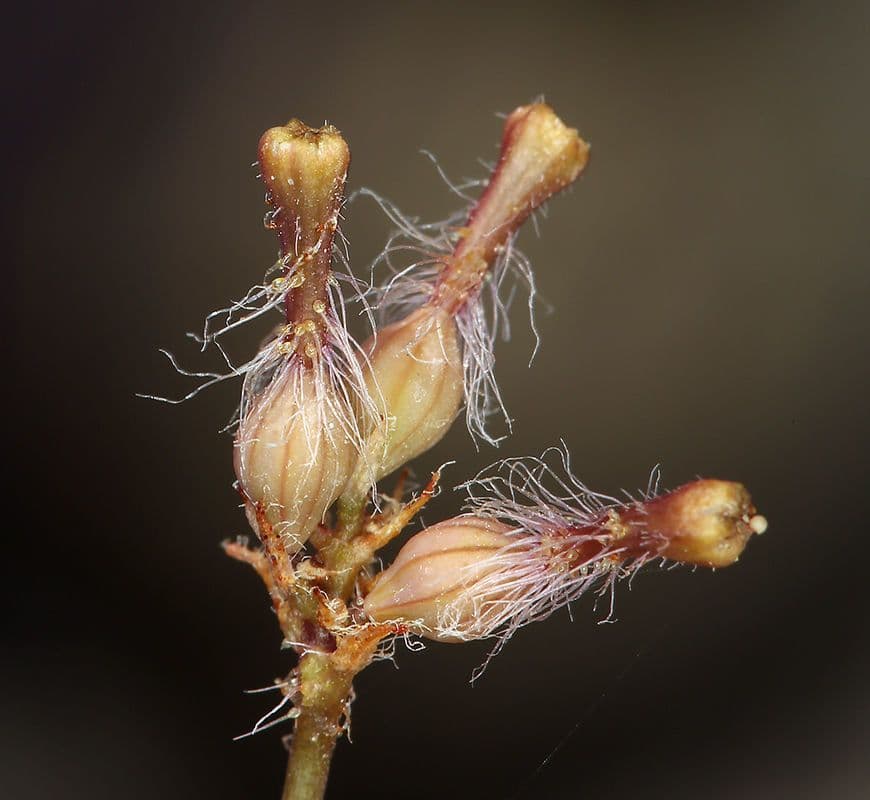 Anulocaulis