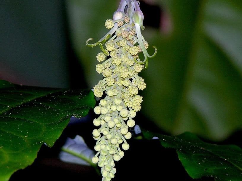 Mabea occidentale 18