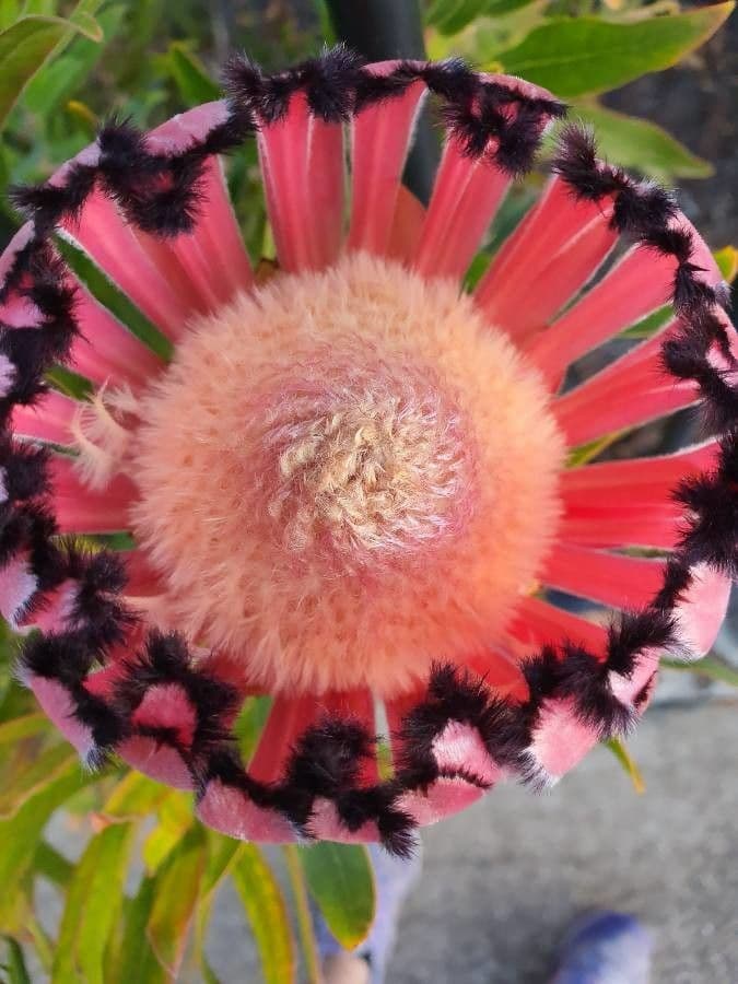 Protea o liściach oleandra 3