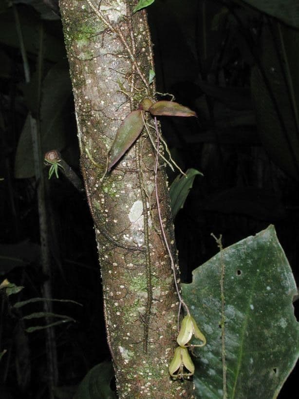 Leochilus 13