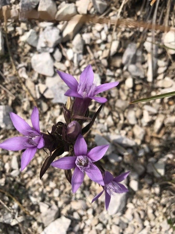 Genziana tedesca 8