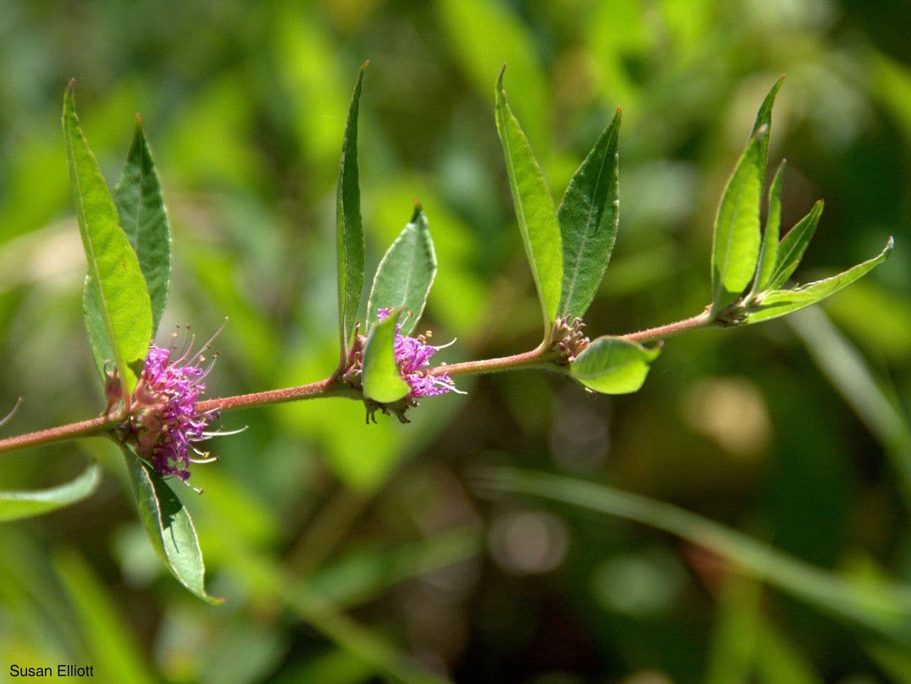 Decodon verticillato 7