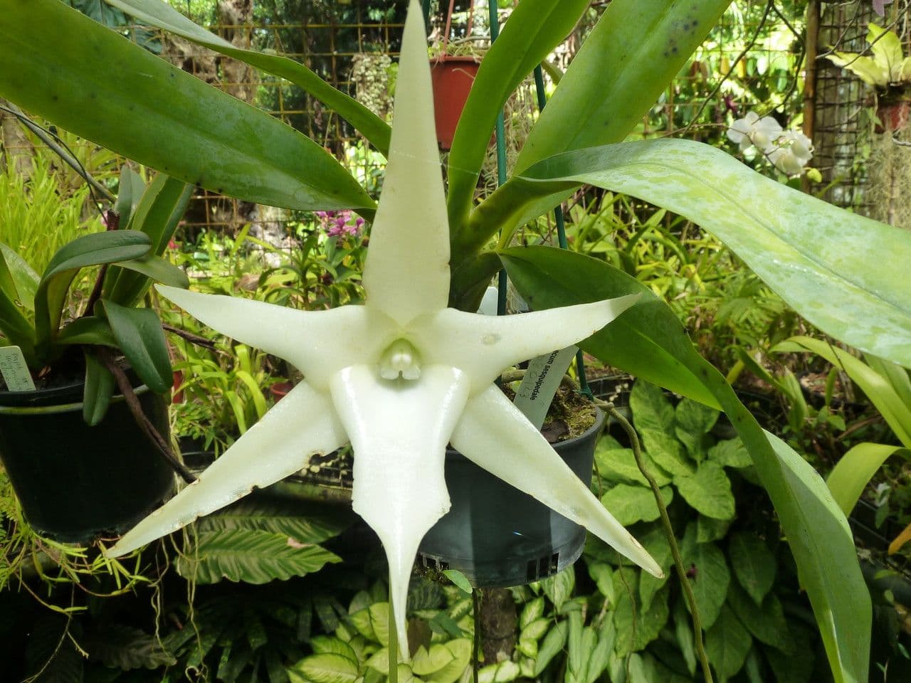 Orchidea di Darwin 5