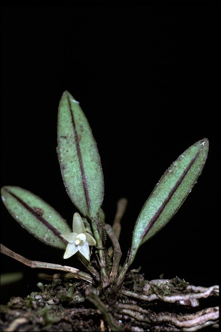 Octomeria 2