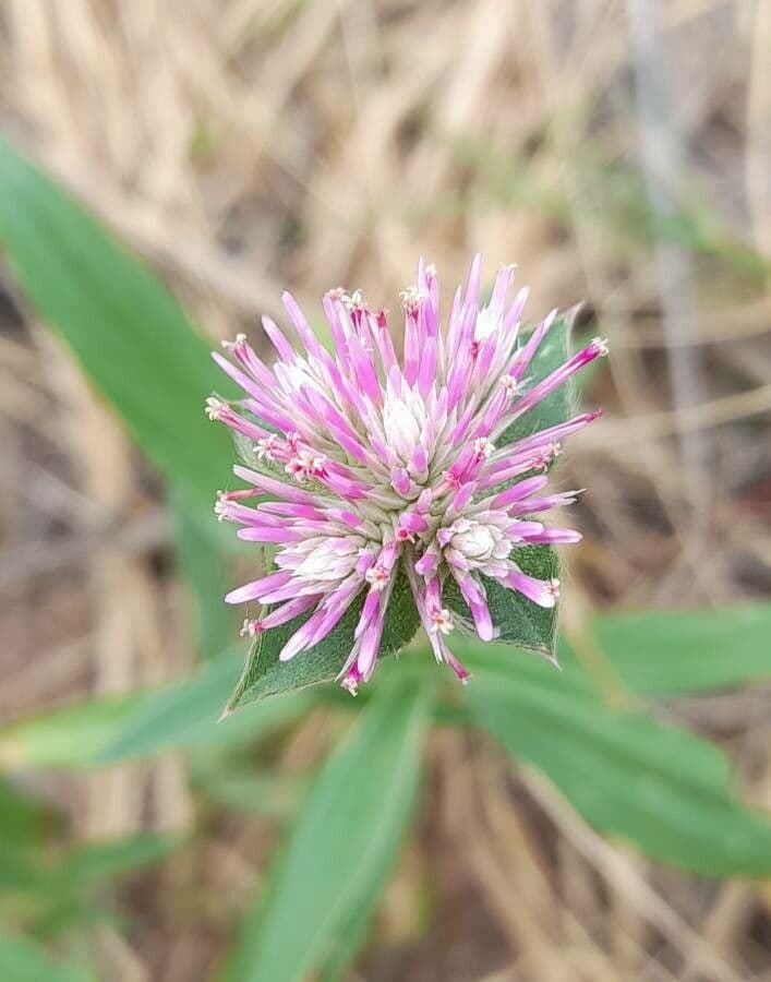 Gomphrena 2