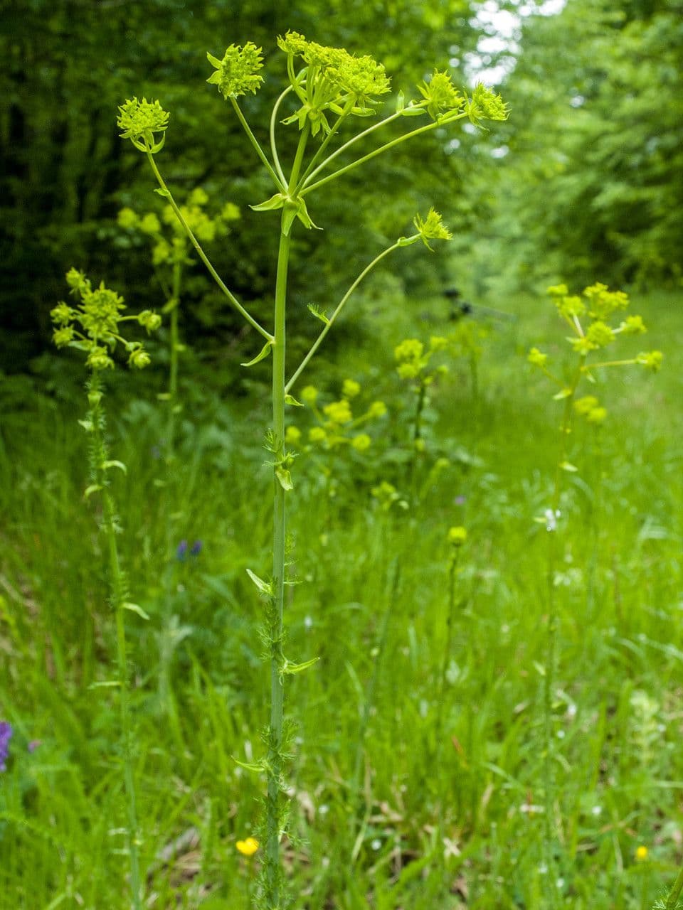 Ferulago sylvatica 6