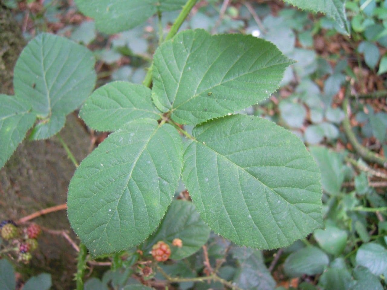 Brown-stemmed bramble 2