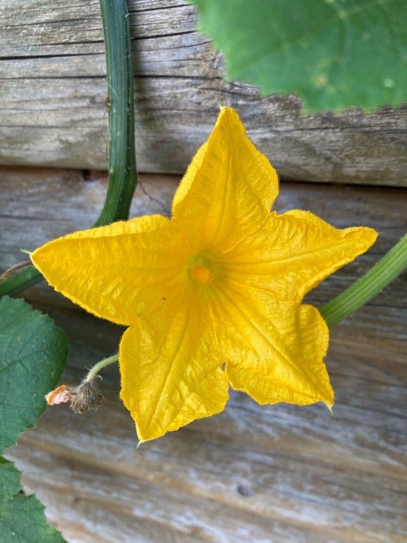Figleaf gourd 10