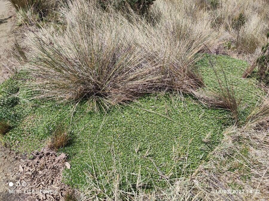 Plantago rigida 4