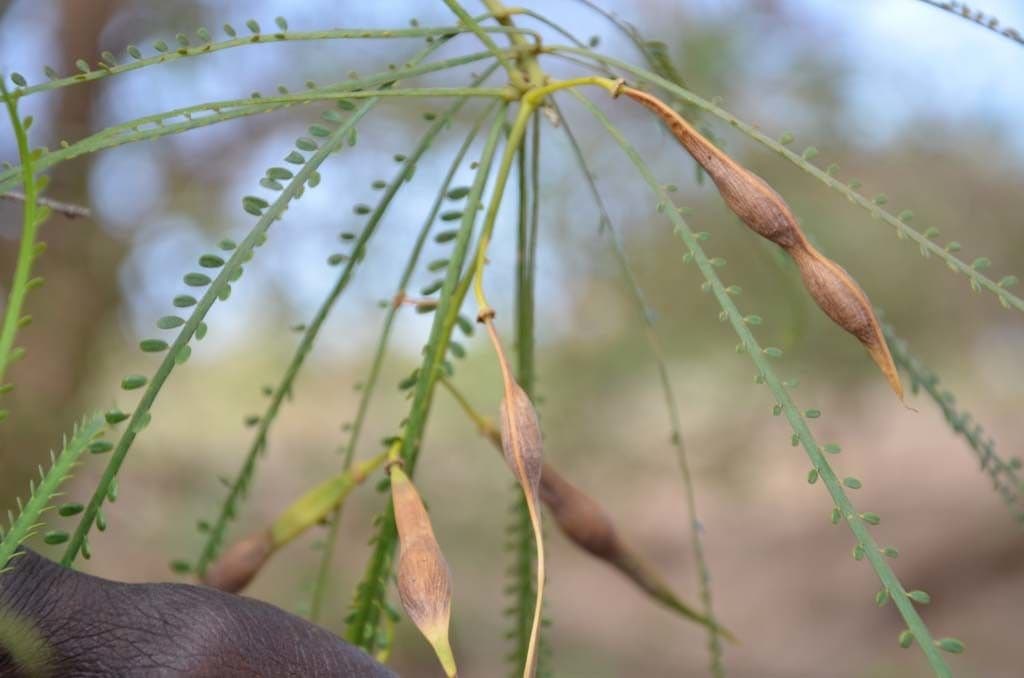 Parkinsonia 3