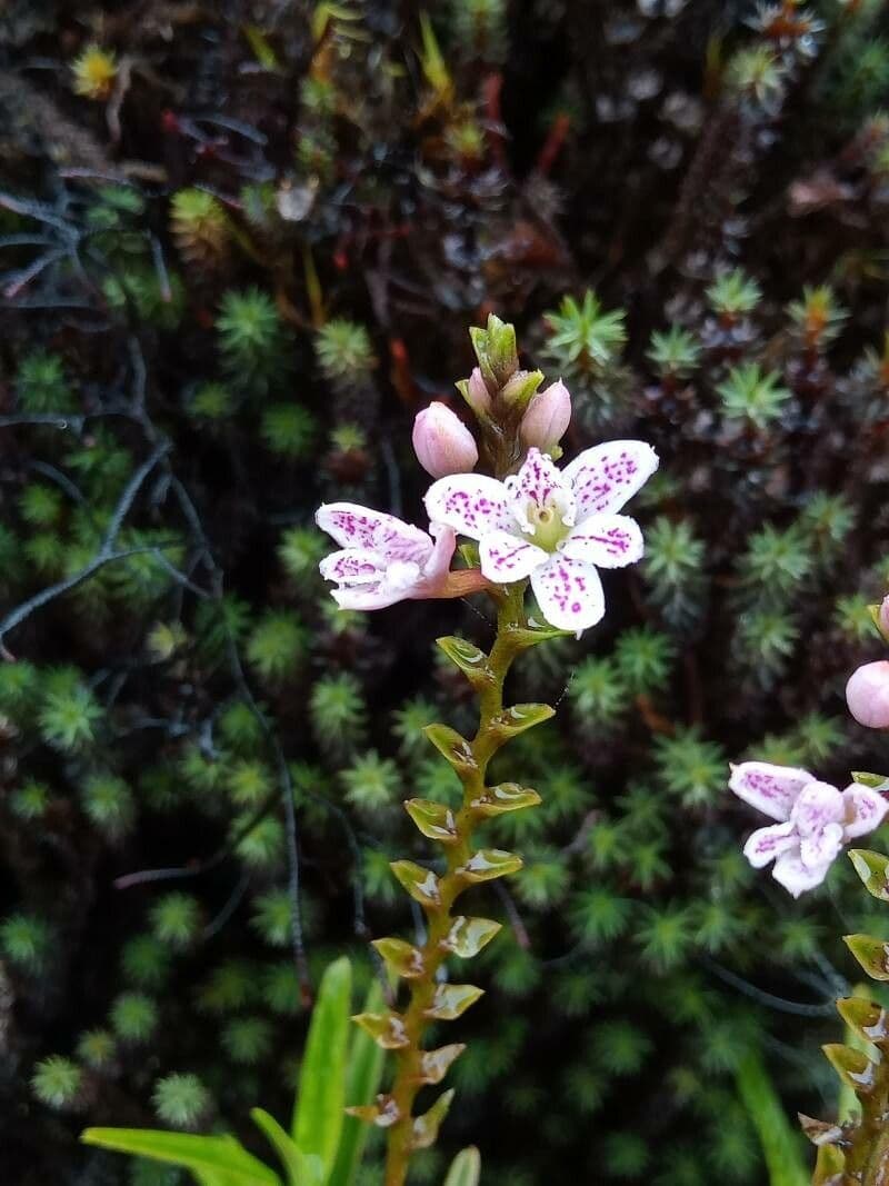 Epidendrum 2