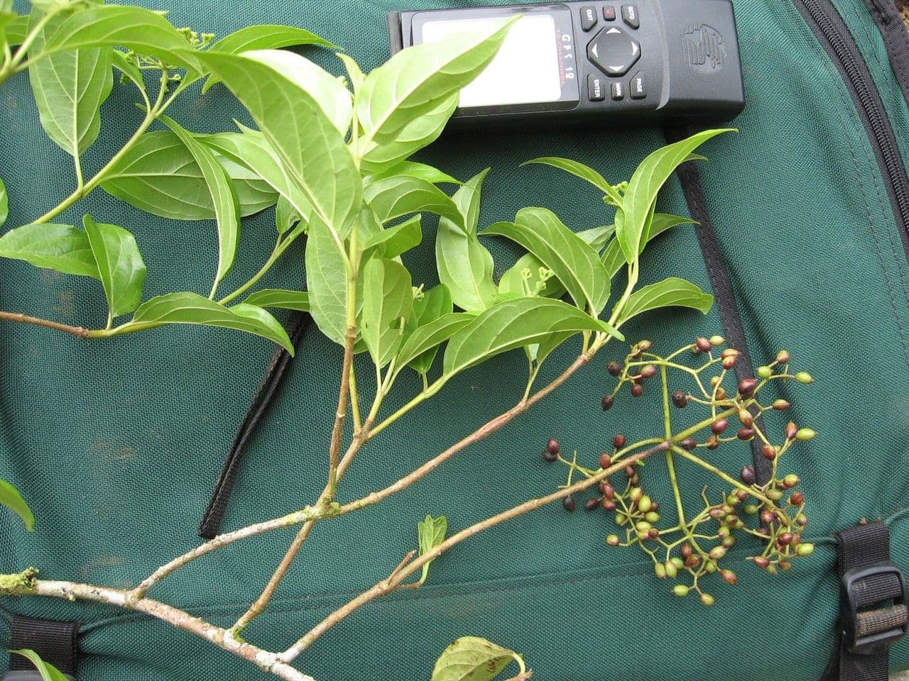 Viburnum costaricanum