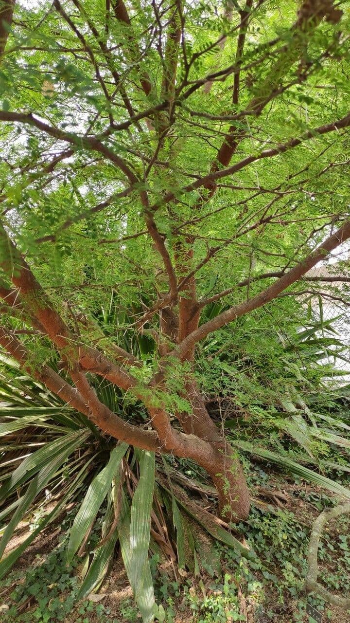 Acacia 2