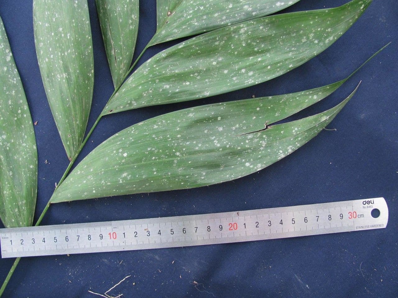 Chamaedorea 4