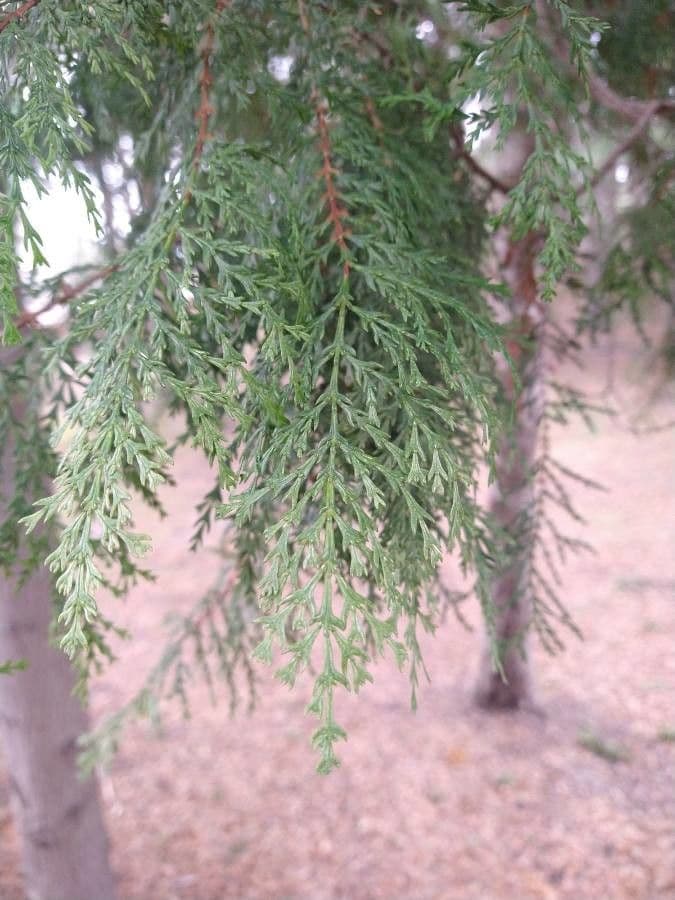 Cedro del Cile 15