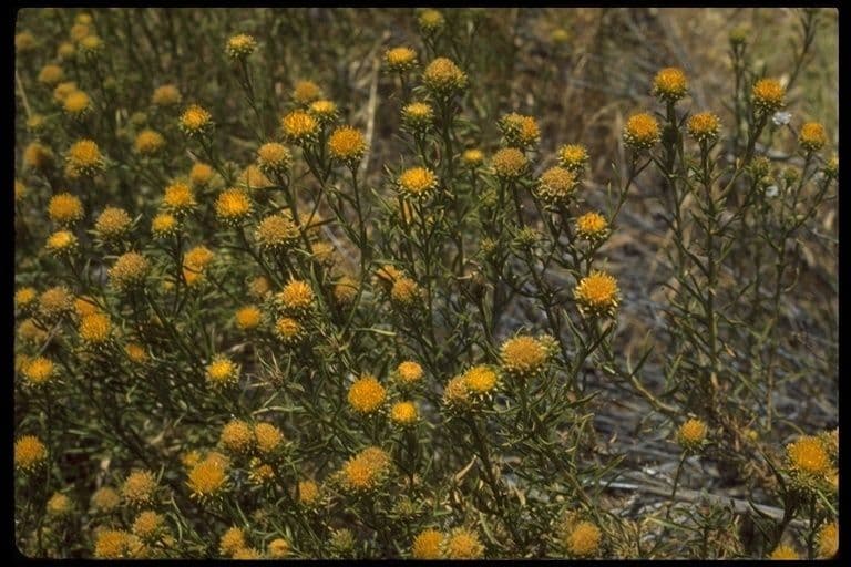 Gelber Aster 9