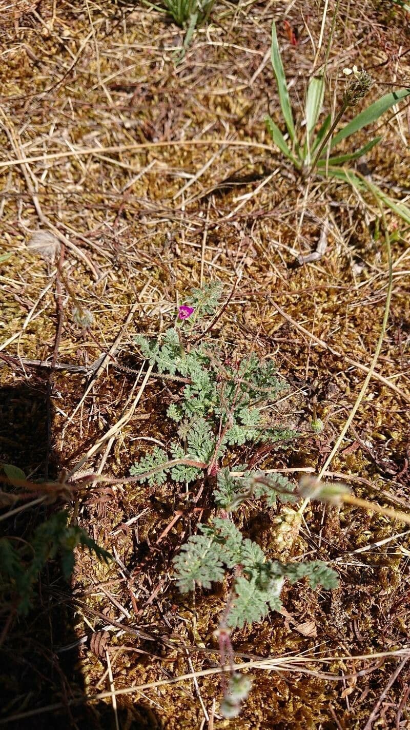 Klebriger Storchschnabel 16