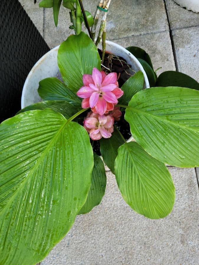 Curcuma 18