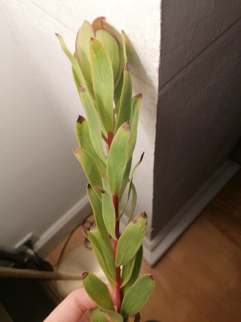 Leucadendron alloro 12