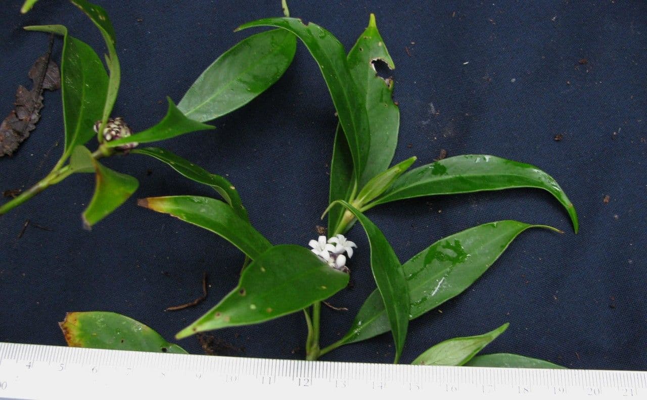 Palicourea axillaris 8