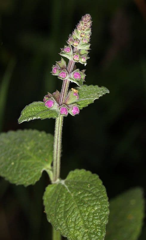 Stachys bullata 8