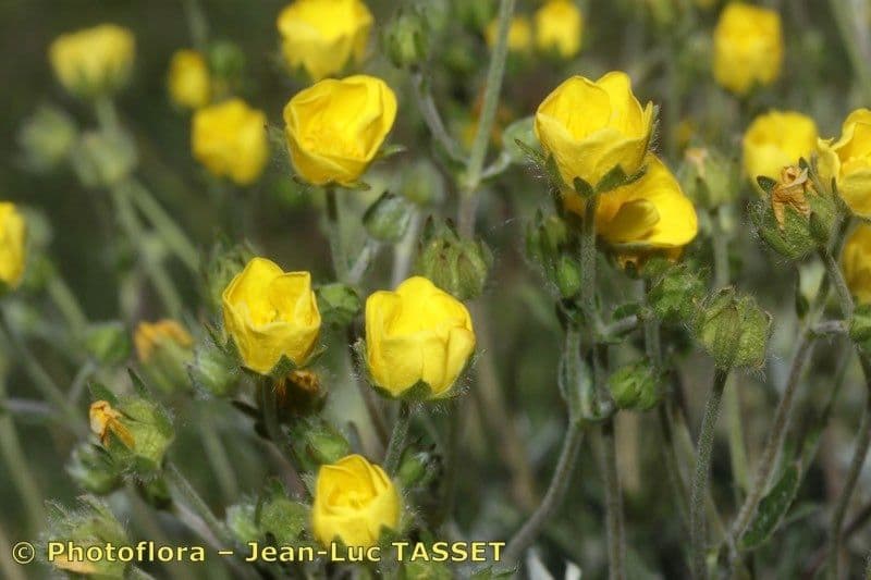 Potentilla nivea 4