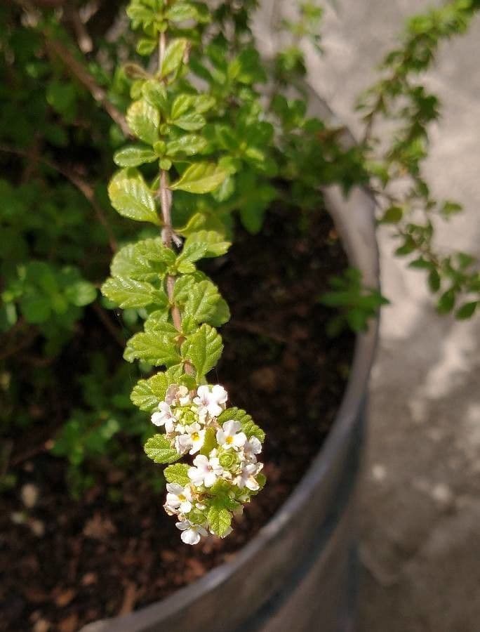 Puerto-Rico-Oregano 20