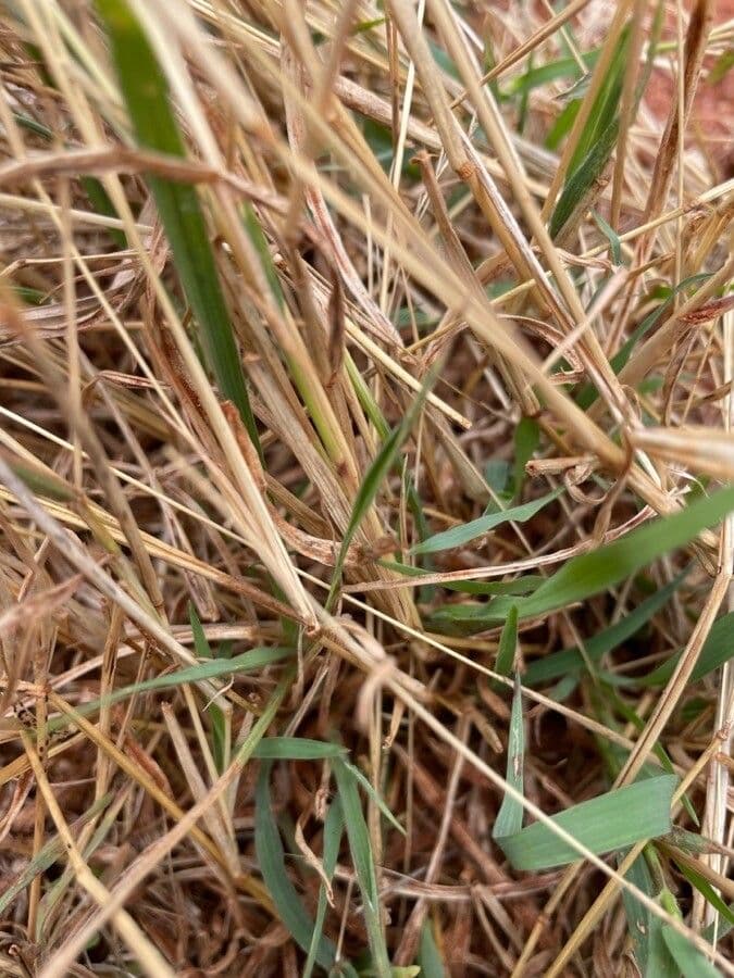 Aristida comune 23