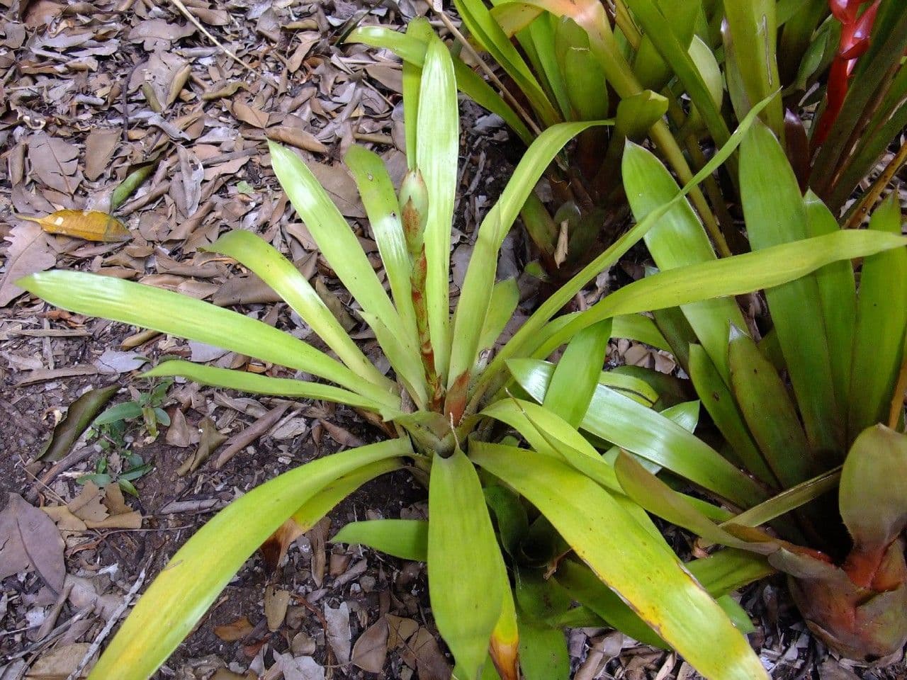 Aechmea 13