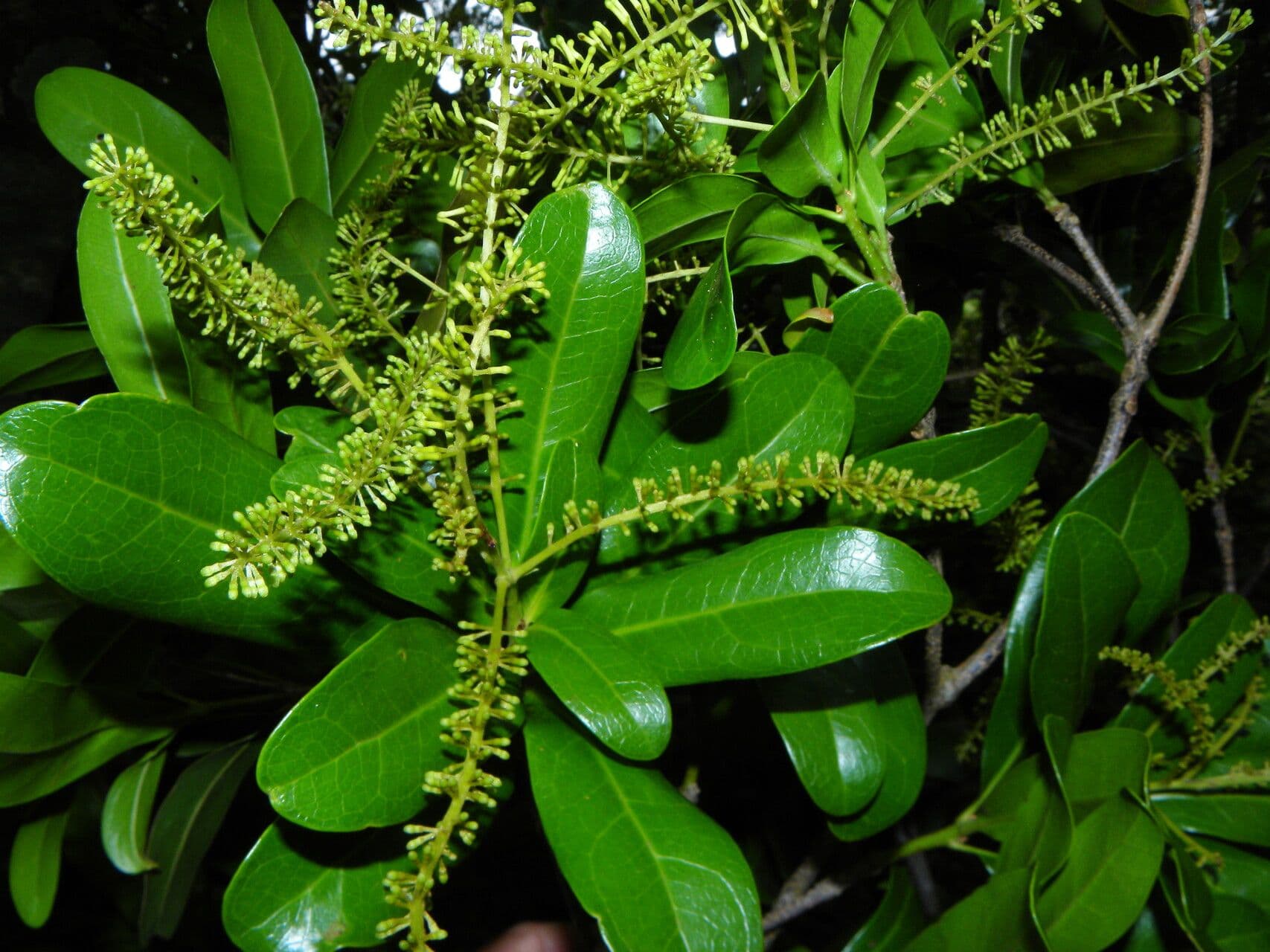 Panopsis costaricense 7