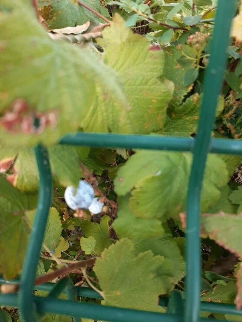 Ribes a fiori