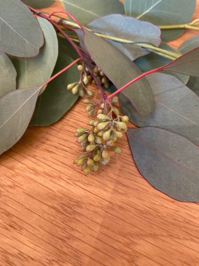 Vielblütiger Eukalyptus 3