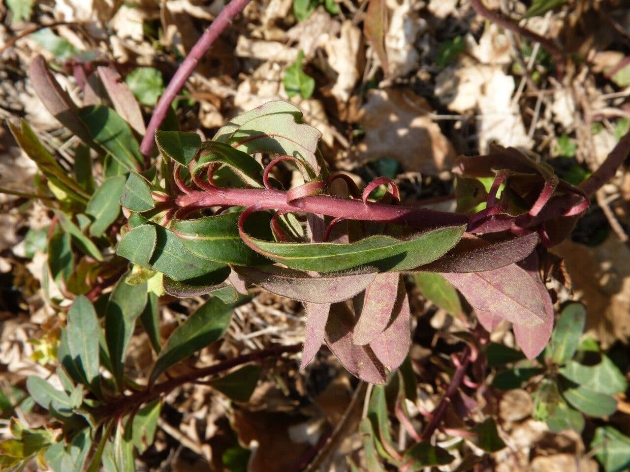 Euphorbe des bois 24