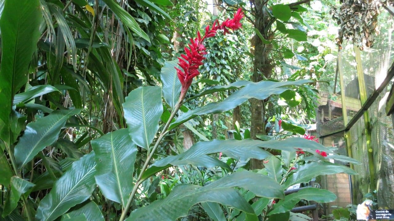 Zázvor purpurový 11