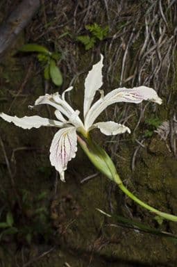 Iris 9