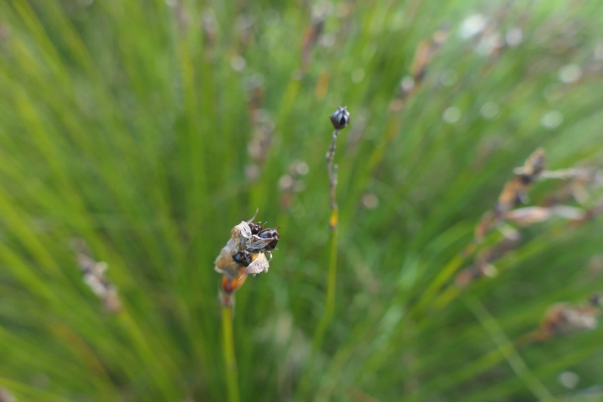Askidiosperma 2