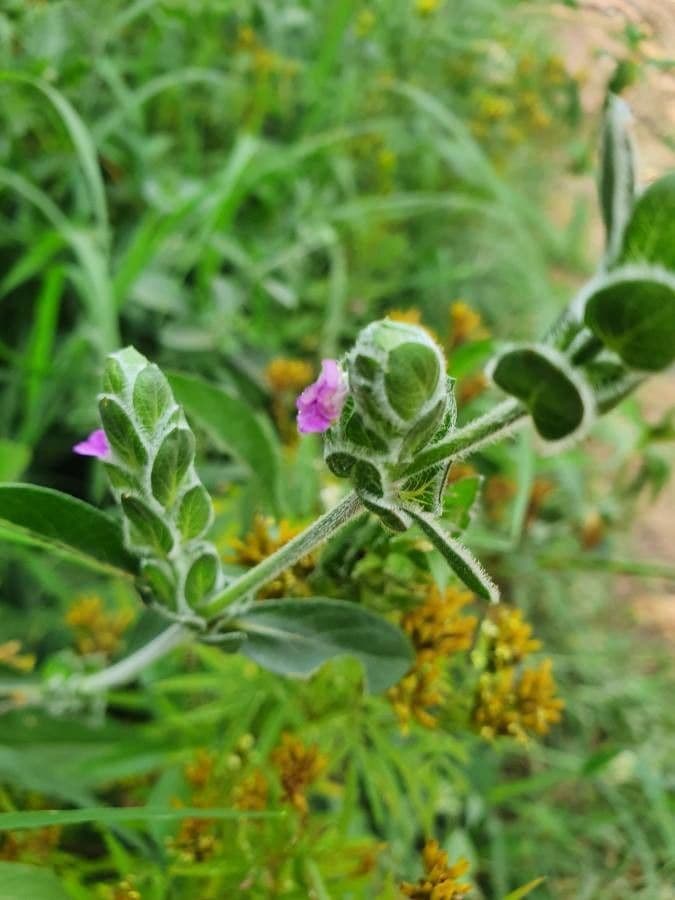 Akanthius diplopteroidny 10
