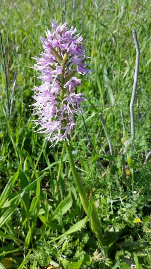 Orchide Uomo Nudo 3