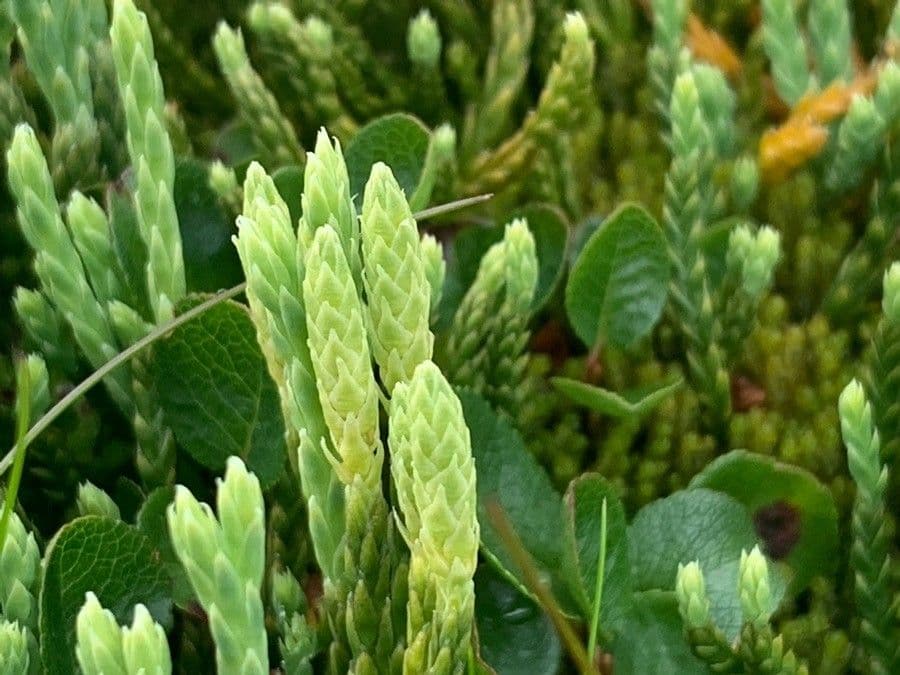 Lycopodium alpinum 5
