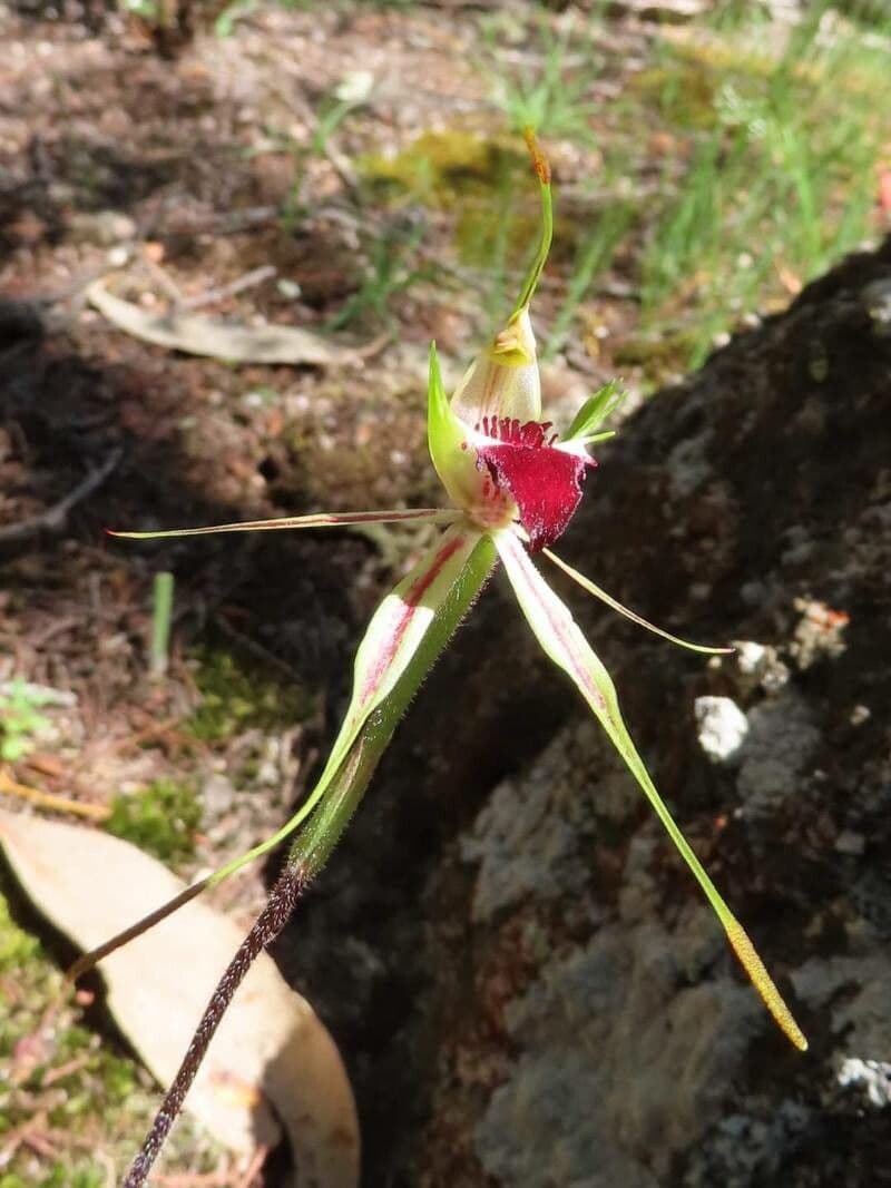Caladenia 2