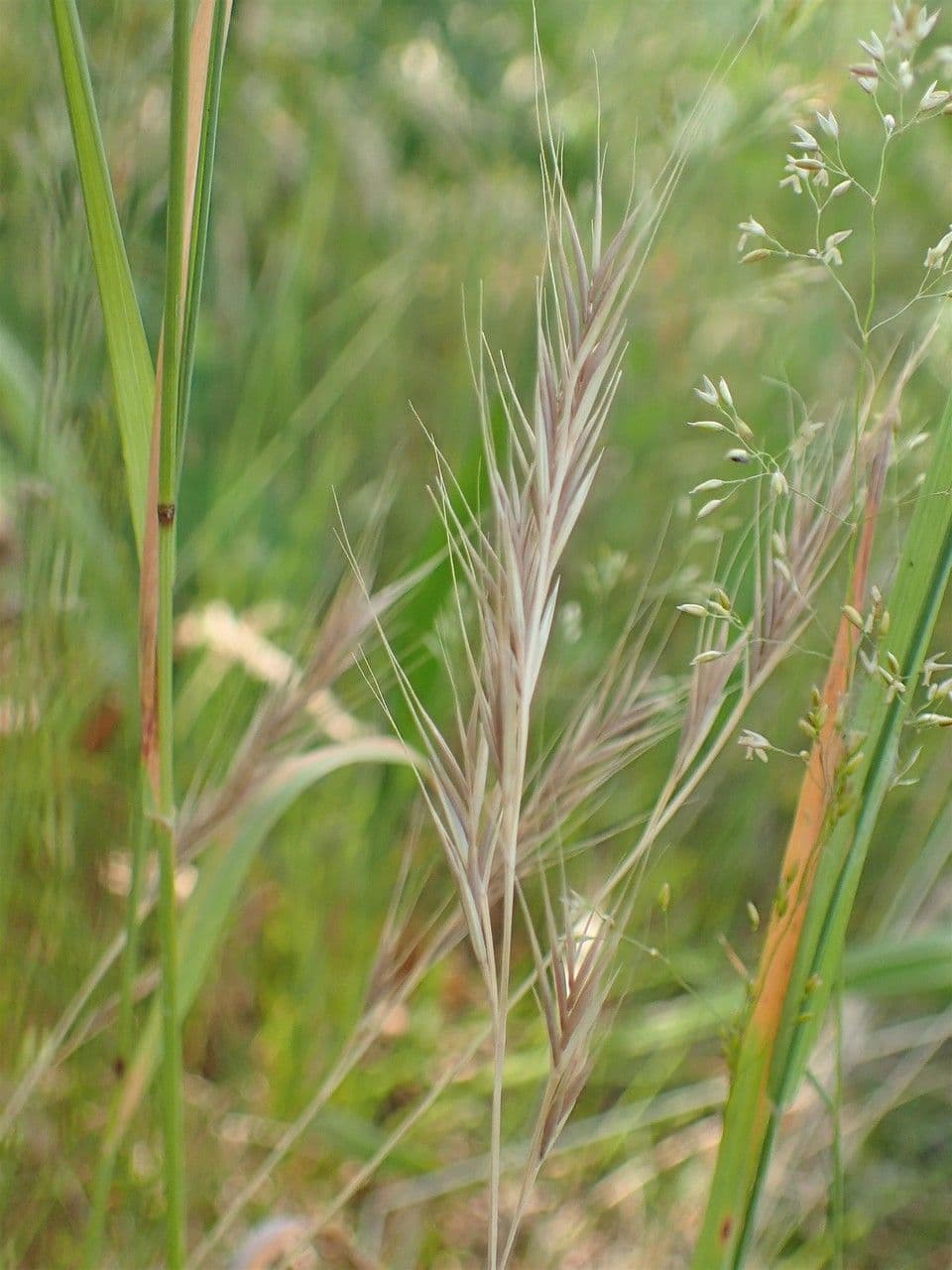Paléo bromoide 4