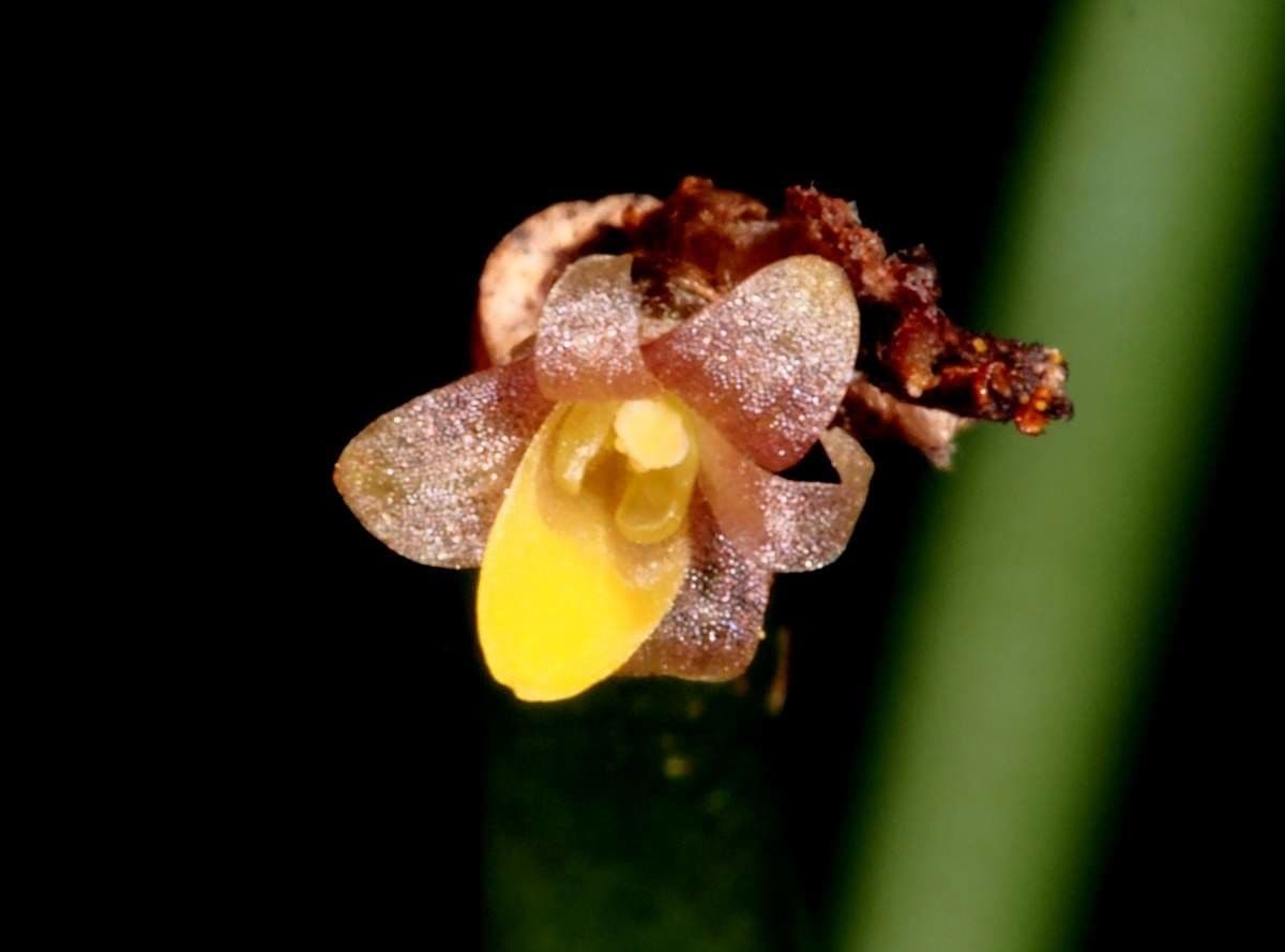 Ceratostylis 4