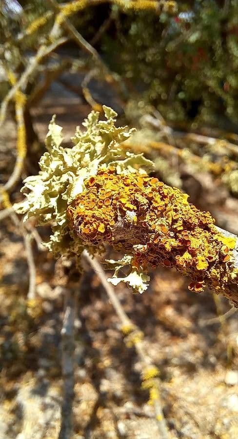 Atriplice imbricata 3