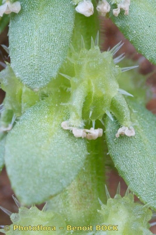 Valantia hispida