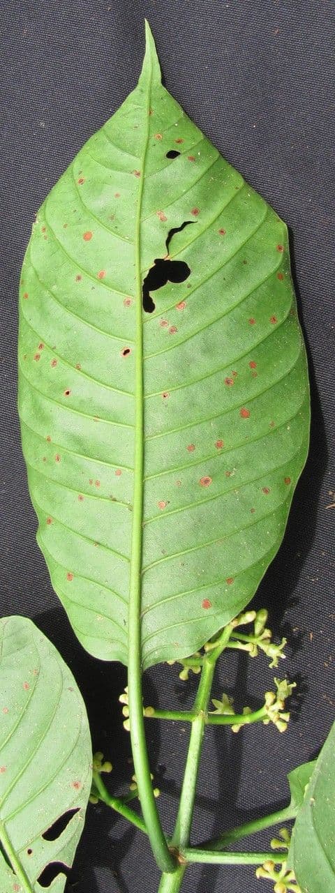 Psychotria 19